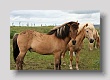 Chevaux islandais 2